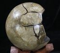 Polished Septarian Puzzle Piece Geode #33730-4